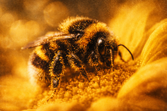 Why Yellow and Black Are the Most Important Colors for Insects?